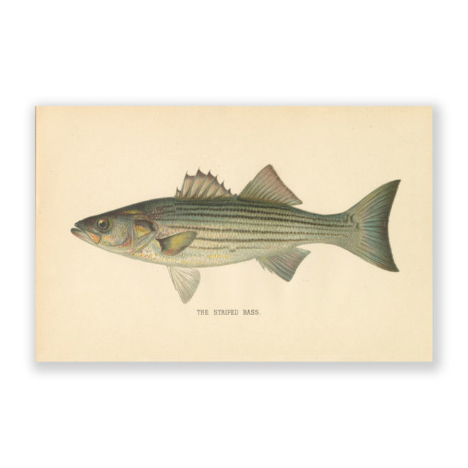 Striped Bass by Denton Antique Print Reproduction