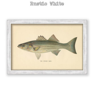 Striped Bass by Denton Antique Print Reproduction